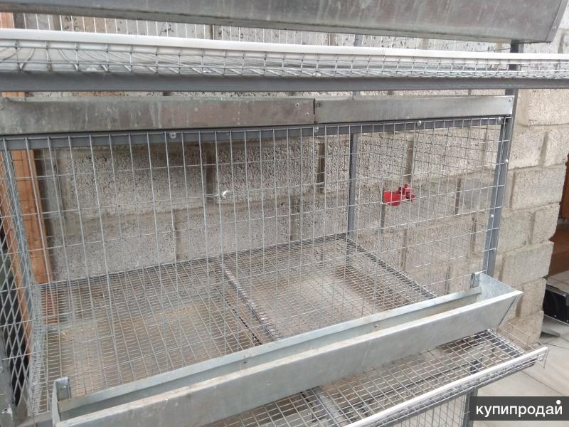 Купить Несушек На Авито В Кирове