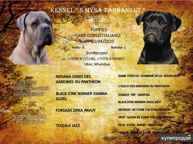 Породы собак " Русский Плей Маркет - приложения на Андроид - скачать игры, прогр