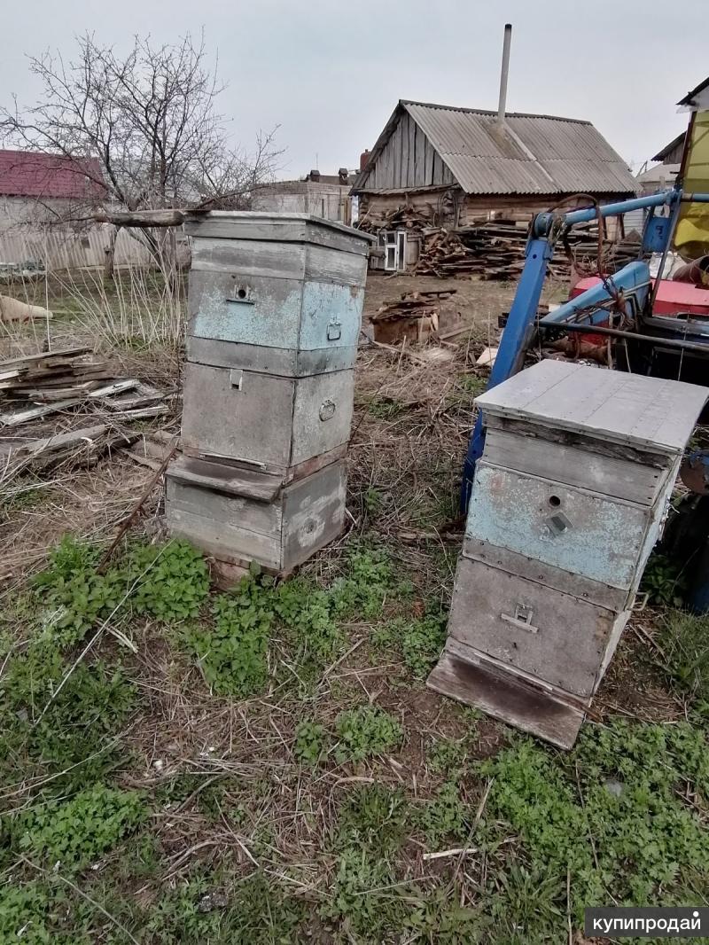 Купить Улей В Ивановской Области