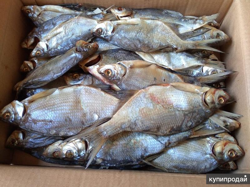 Пелядь coregonus peled. Рыба сурок. Пелядь речная. Рыба сырок вяленый. Пелядь потрошеная холодного копчения.