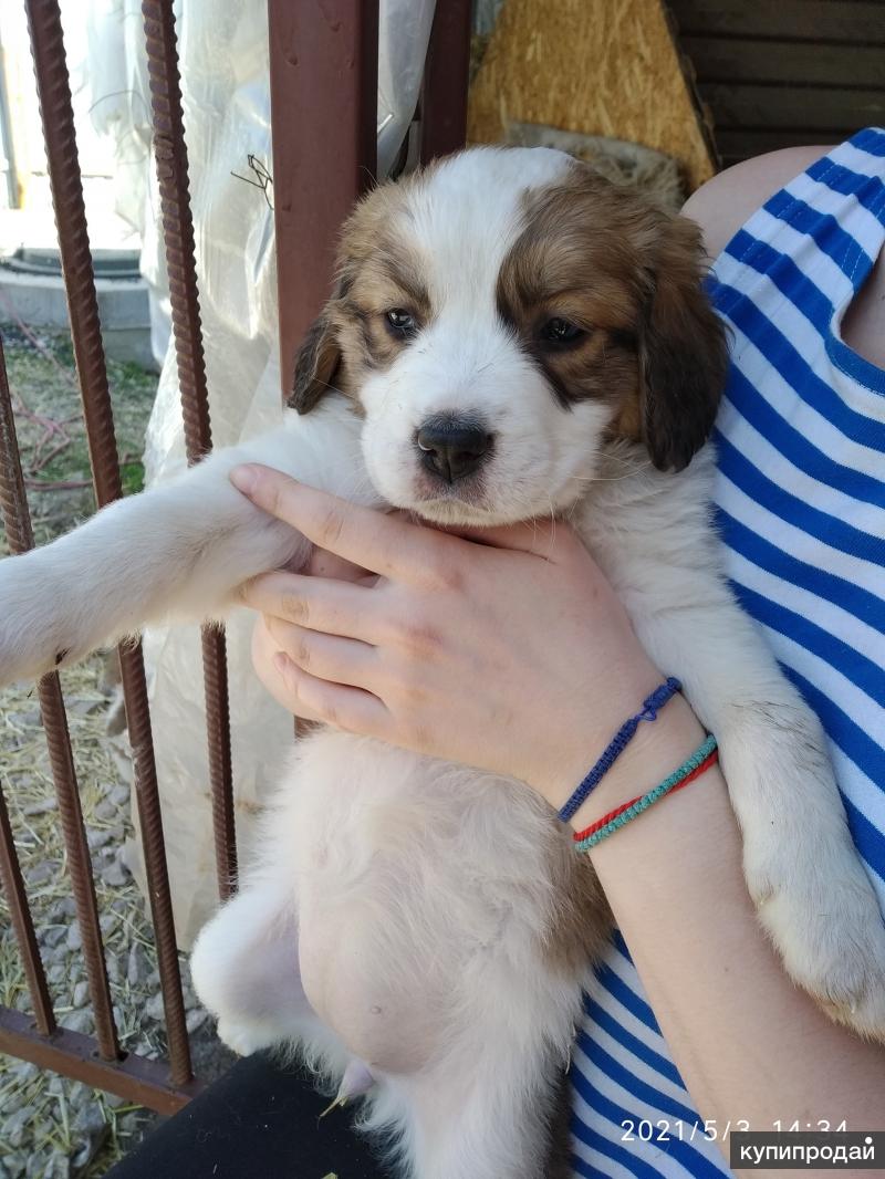 Купить Московскую Сторожевую Чита