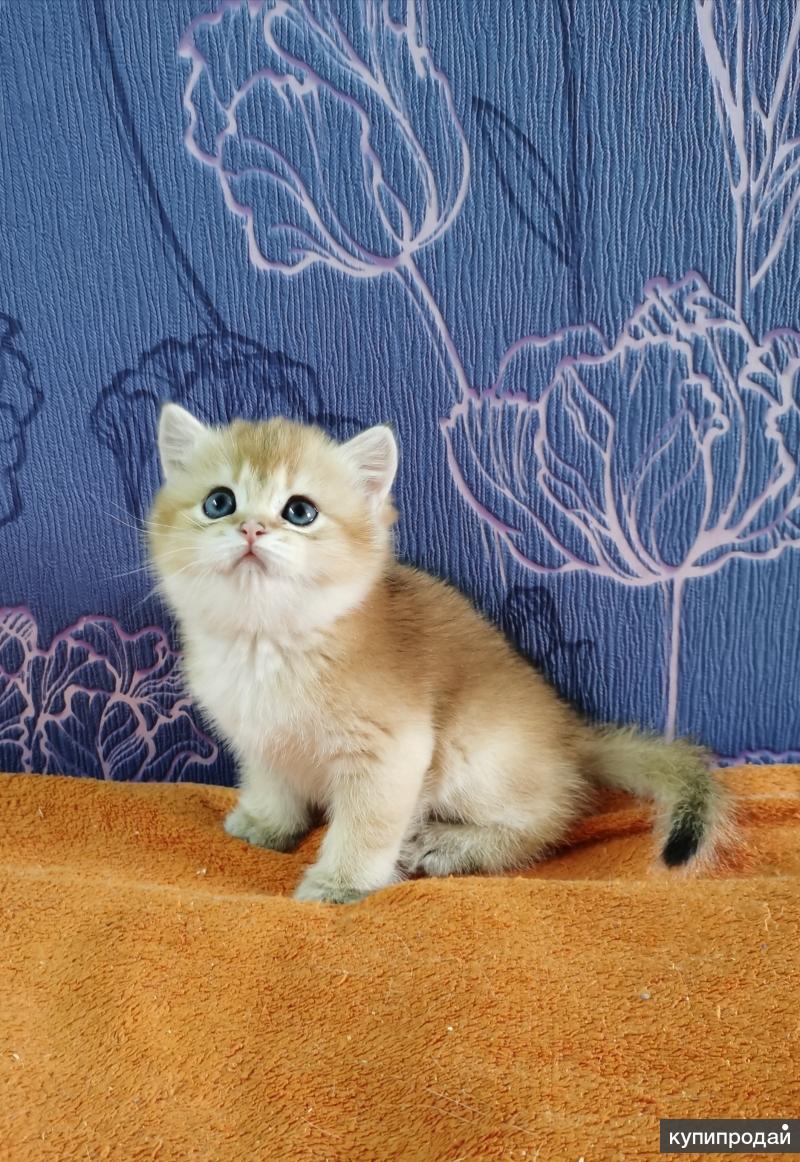 Шотландские золотые котята