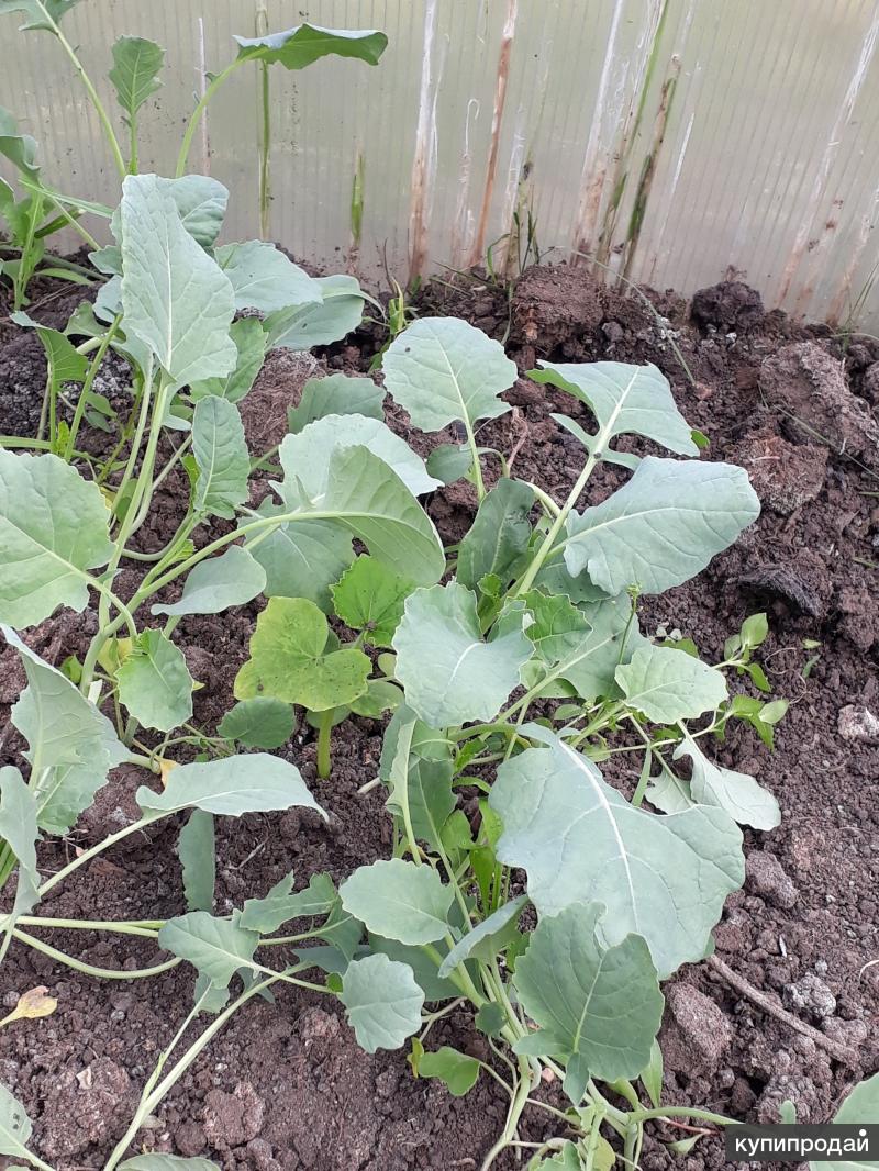 Всходы капусты белокочанной. Распикировать рассаду брокколи. Как выращивать брокколи в домашних. Всходы капусты брокколи. Рассада брокколи.