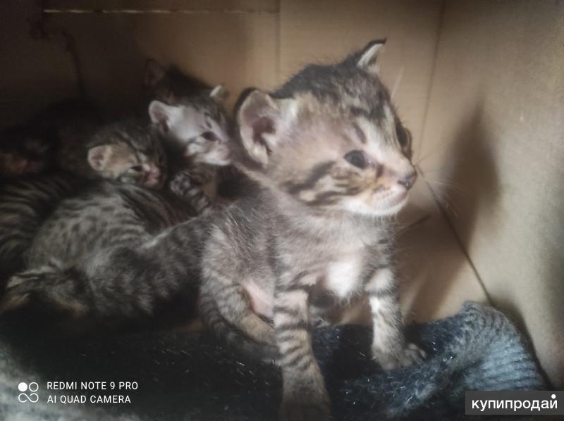 Маленьких серых котят - картинки и фото витамин-п-байкальский.рф