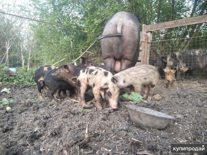 Купить Поросят В Острогожске Воронежской Области