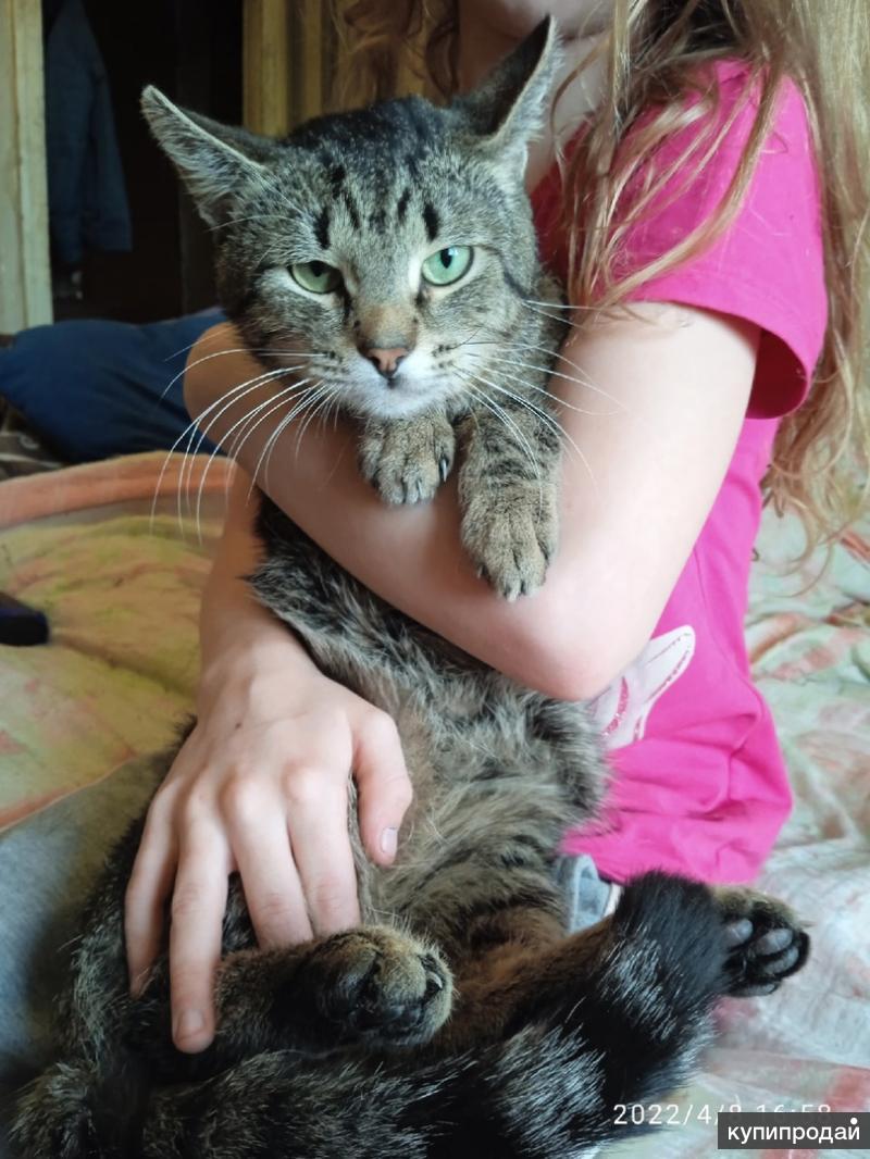 Лелик кот