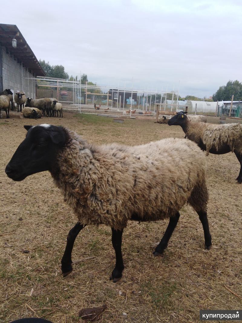 Романовские овцы — особенности породы их содержания