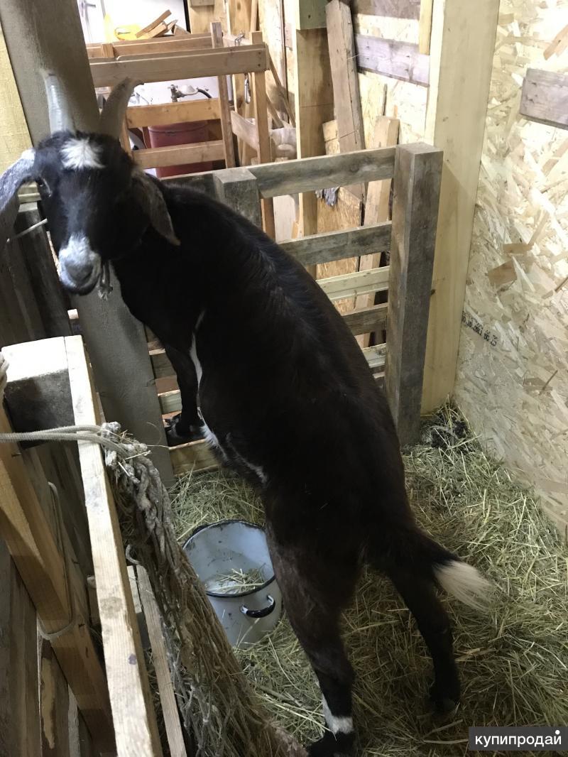 Продам коз в Зарайске