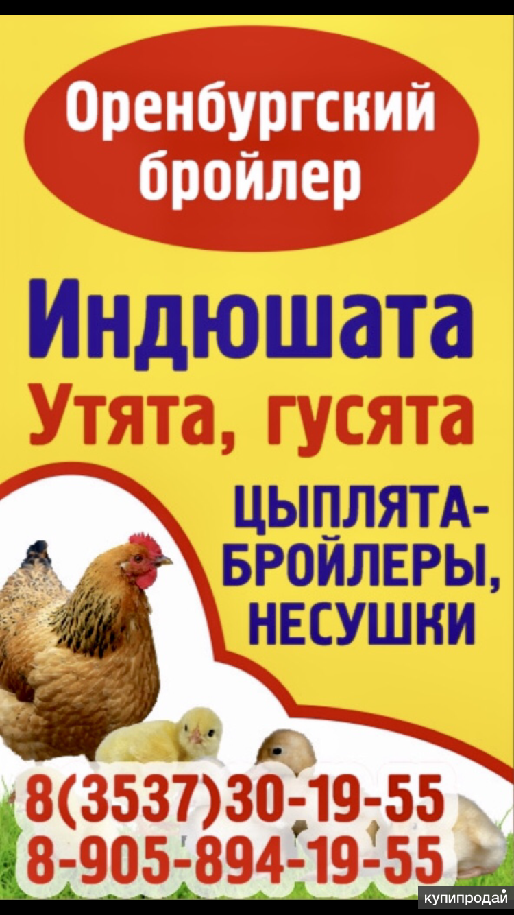 Оренбургский бройлер реализует продажу: в Орске