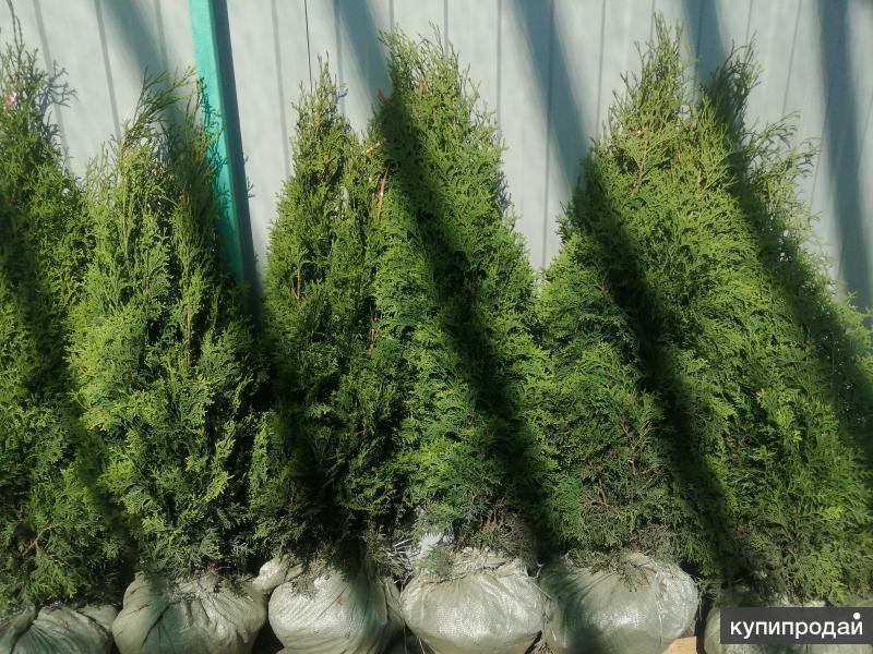 туя восточная брабант. туя западная тайни тим. туй 7. туя западная fastigiata. туя на палке.