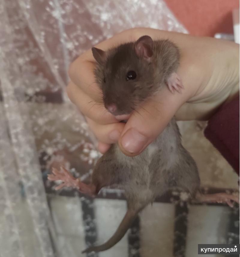 восточно сибирский горностай. песчанка монгольская. грызун туко туко южная америка. грызуны ростов на дону. капибара в ростовском зоопарке.