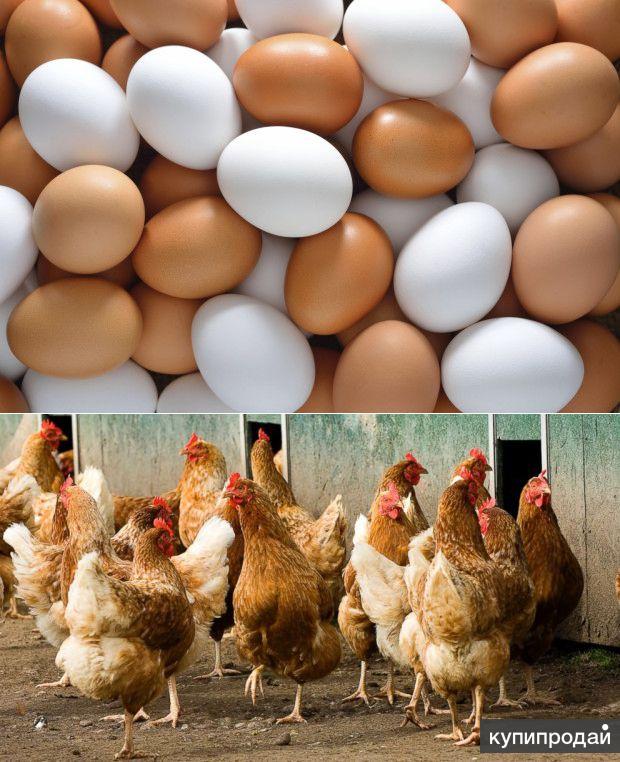 Какие куры лучше для яиц. Куры с коричневыми яйцами. Курица с яйцами. Куры которые несут голубые яйца. Яйцо куриное белое и коричневое.