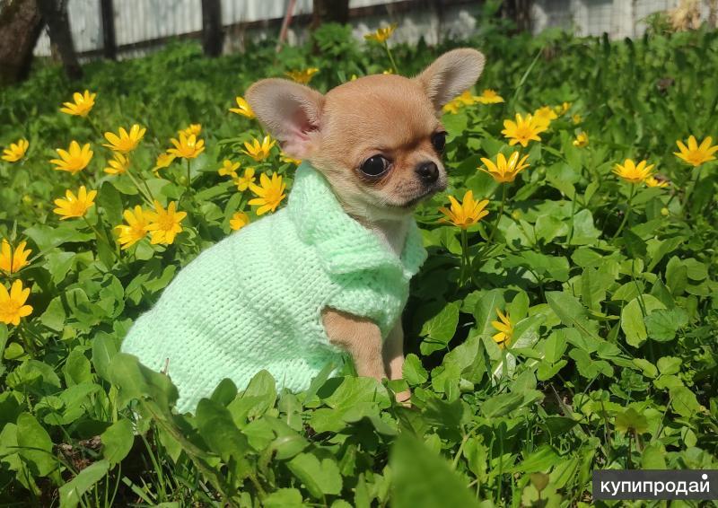 Чихуахуа беби. Чихуахуа мини. Чихуахуа девочку мини. Чарли собака чихуахуа. Чихуахуа длинношерстные мини арлекин.