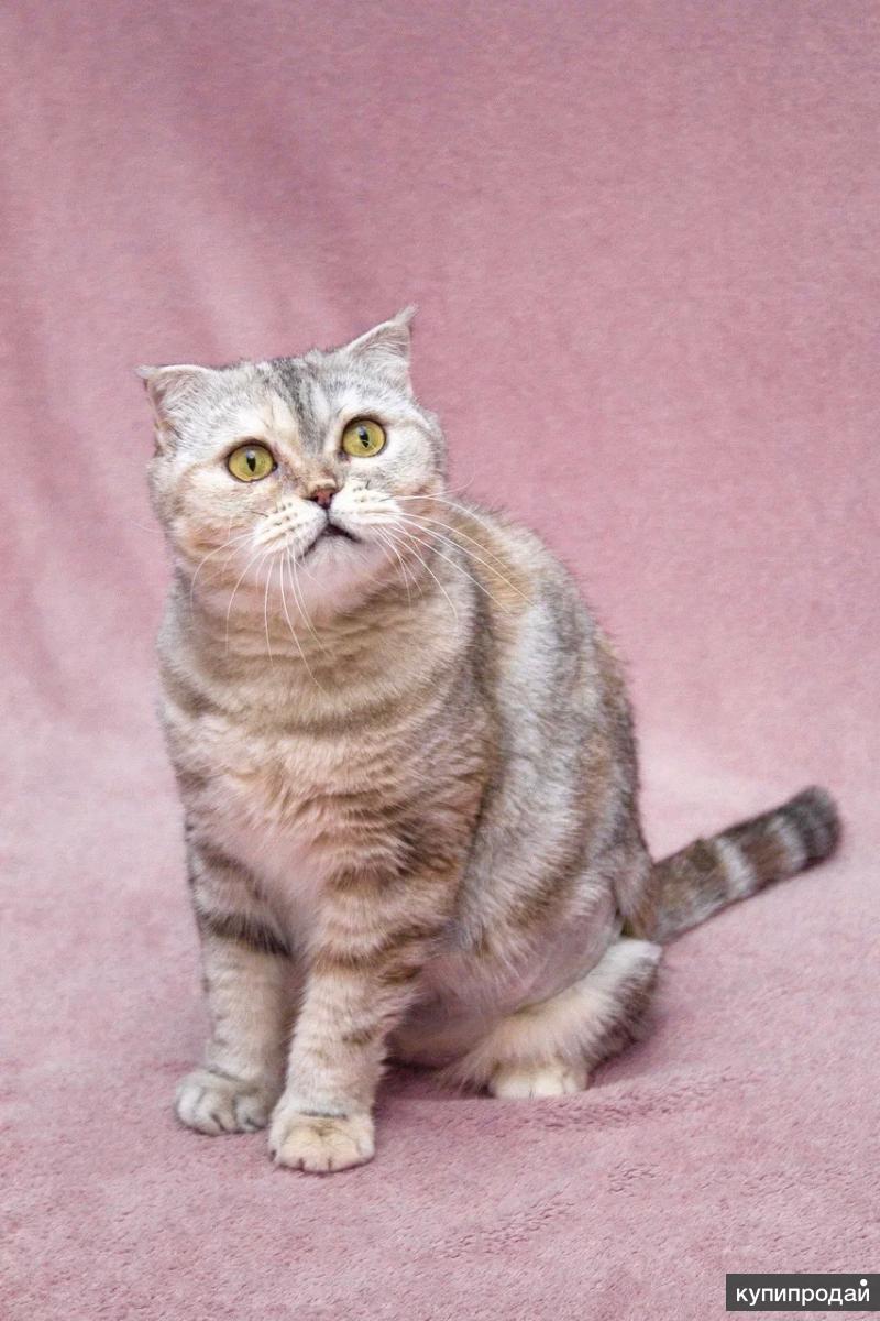 Уютная плюшевая кошечка Эмма ищет дом в Москве