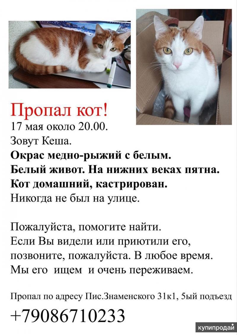 Потерялся кот в Краснодаре