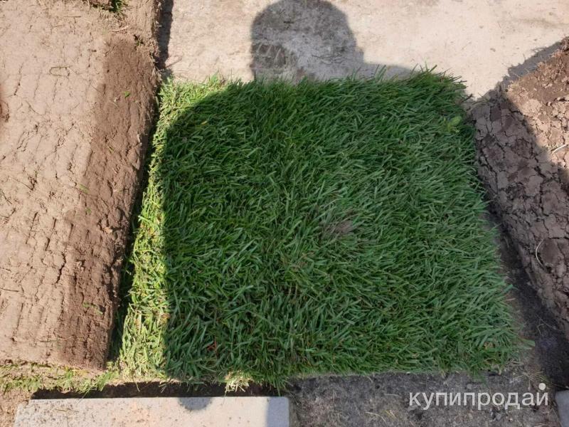 Газон на зиму. Мятлик луговой для газона. трава мятлик луговой рулонный газон. рулонный газон мятлик. овсяница луговая для газона.