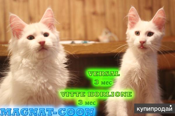 Котята Гиганты породы Мейн Кун