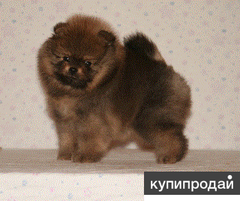 Щенки померанских шпицев