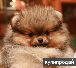 Щенки померанского миниатюрного шпица