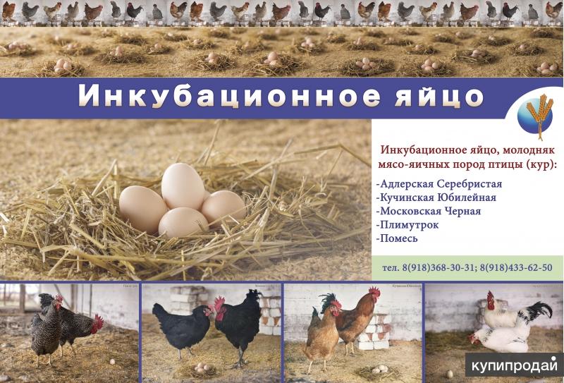 Купить яйцо в белгородской области. Инкубационное яйцо. Породы кур инкубационные яйца. Адлерская серебристая порода кур яйца. Инкубационное яйцо Адлерская серебристая.
