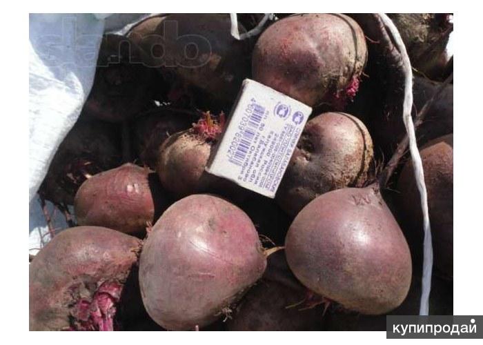 Свекла кг. Килограмм свеклы. Свекла за 1 кг. Свекла 1 кг. Свекла 1 кг помидоры 1 5.