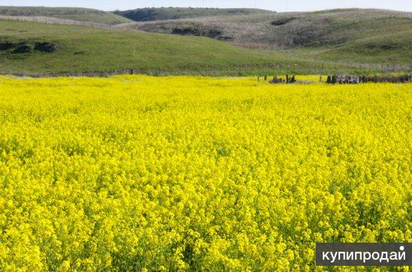 Как цветет горчица фото на полях Горчица в Курске