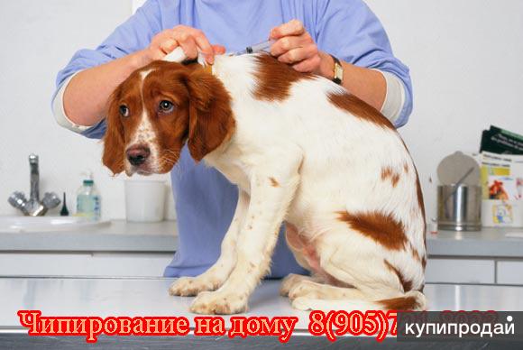 Чипирование животных на дому. Москва и область