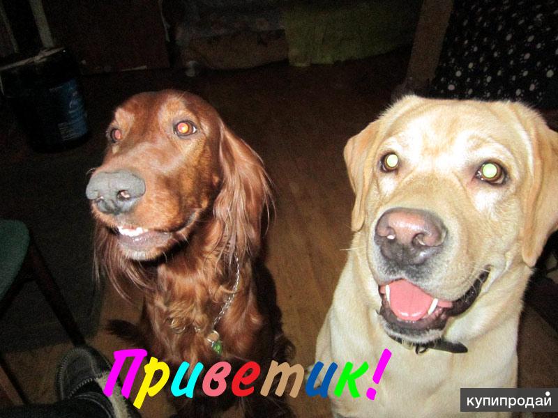 Передержка ваших собак без клеток. Опытный кинолог
