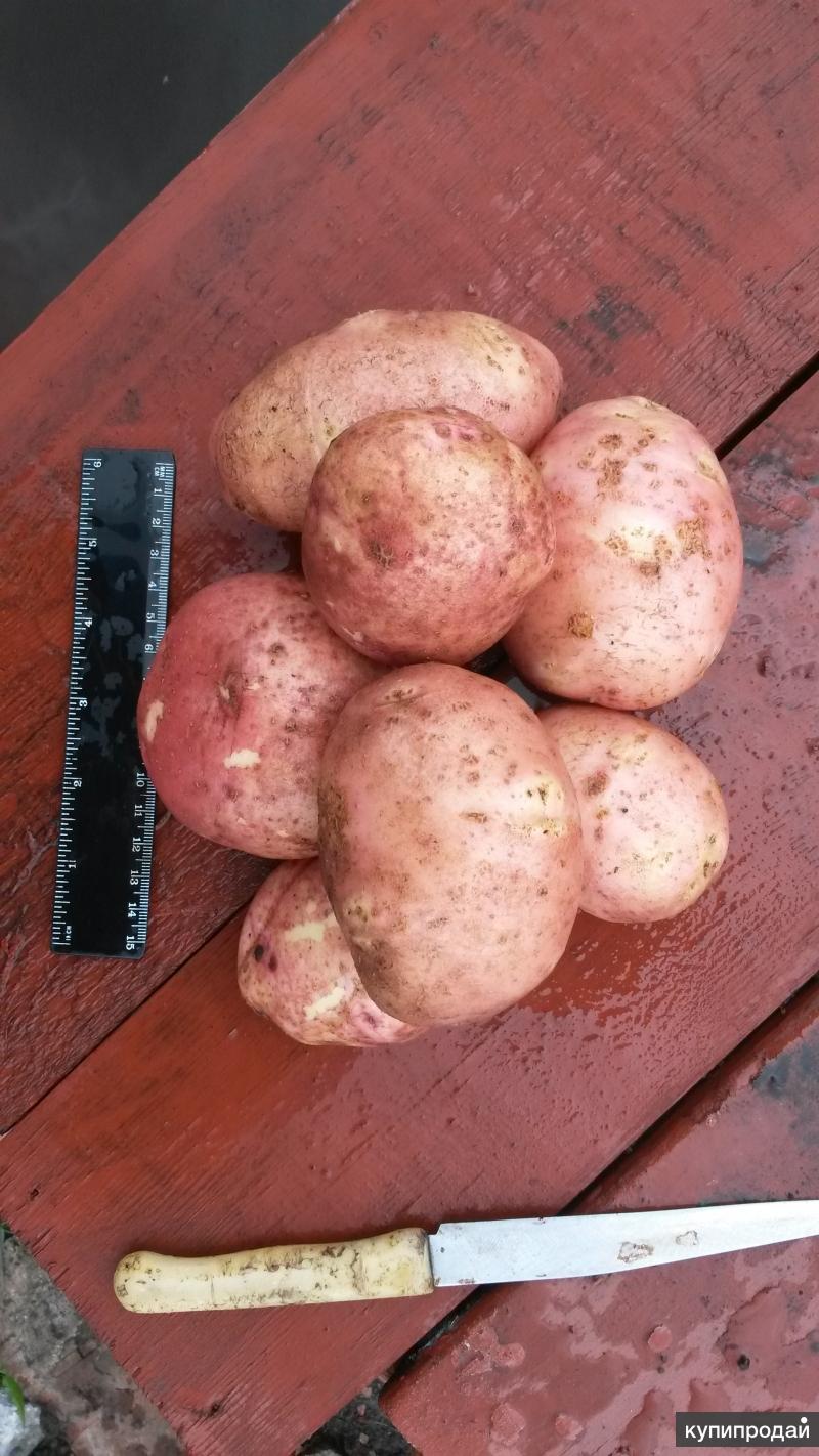 Сорт картофеля Ароза
