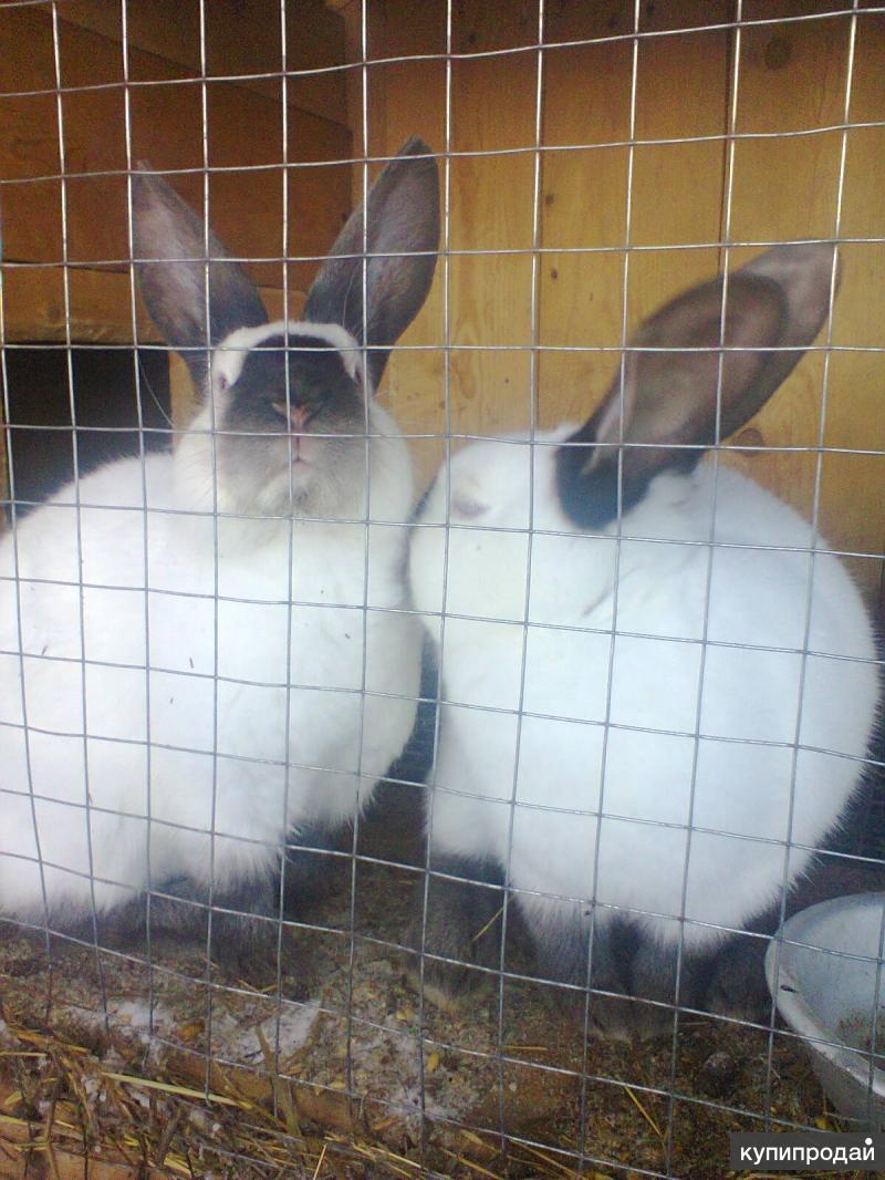 животные саяногорск