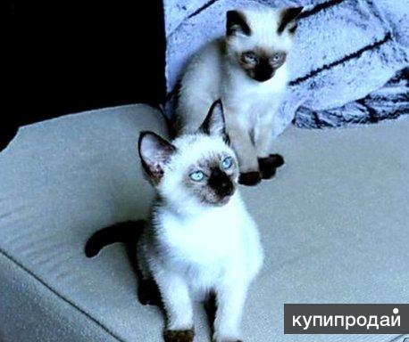 Тайские (сиамские) котята