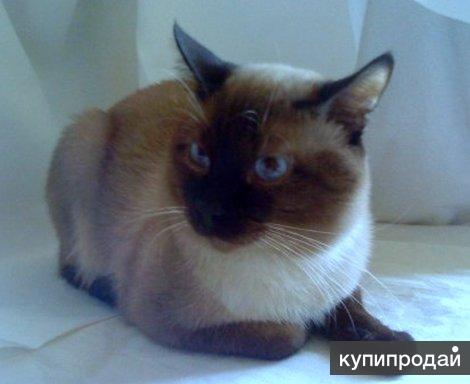 Тайский (сиамский) матерый кот на вязку