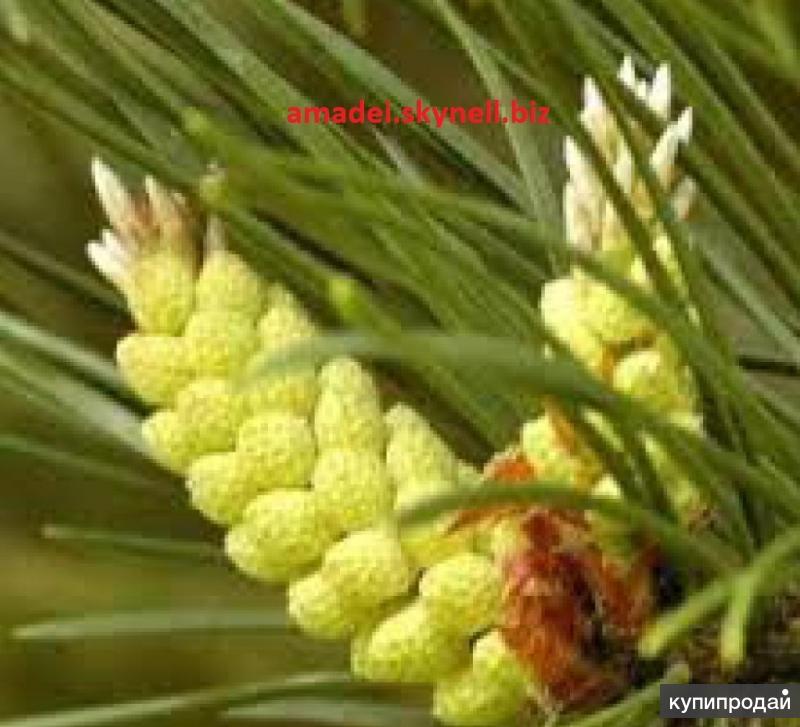 Сосновая пыльца. Пыльца пицундской сосны. Пыльца Pinus Sylvestris. Пыльца шишки сосны обыкновенной.