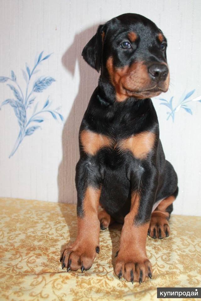 Собаки смоленск. Щенки добермана Смоленск. Доберман Смоленск собака. Doberman Смоленск. Доберман Смоленск Дубровенка.