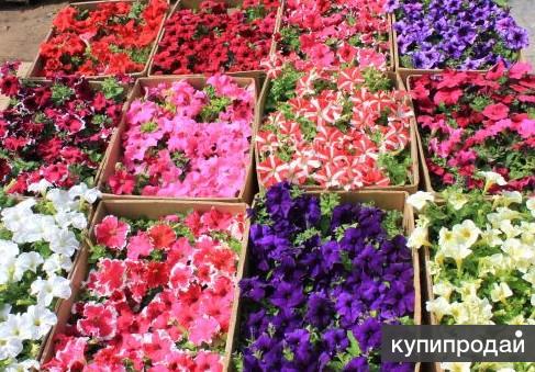 Рассада однолетников. Петуния ампельная рассада. Всходы ампельной петунии. Петуния цветы рассада. Рассада петунии в кассетах.