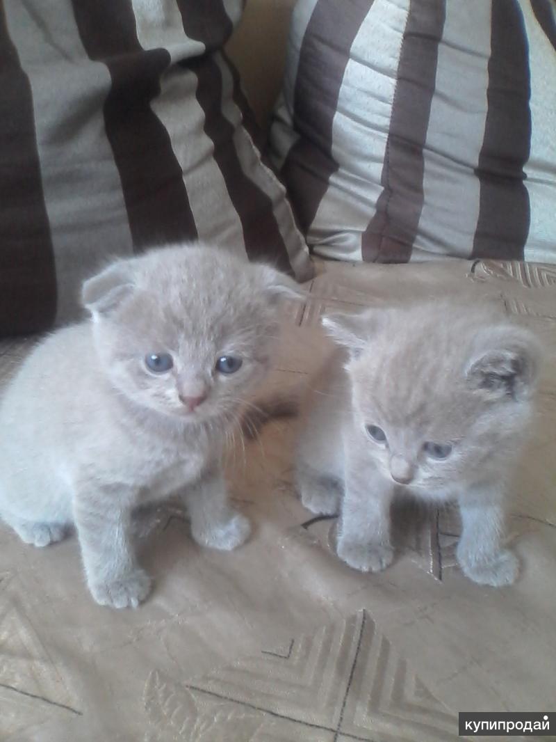 Куплю Котенка Недорого На Авито В Кузнецке