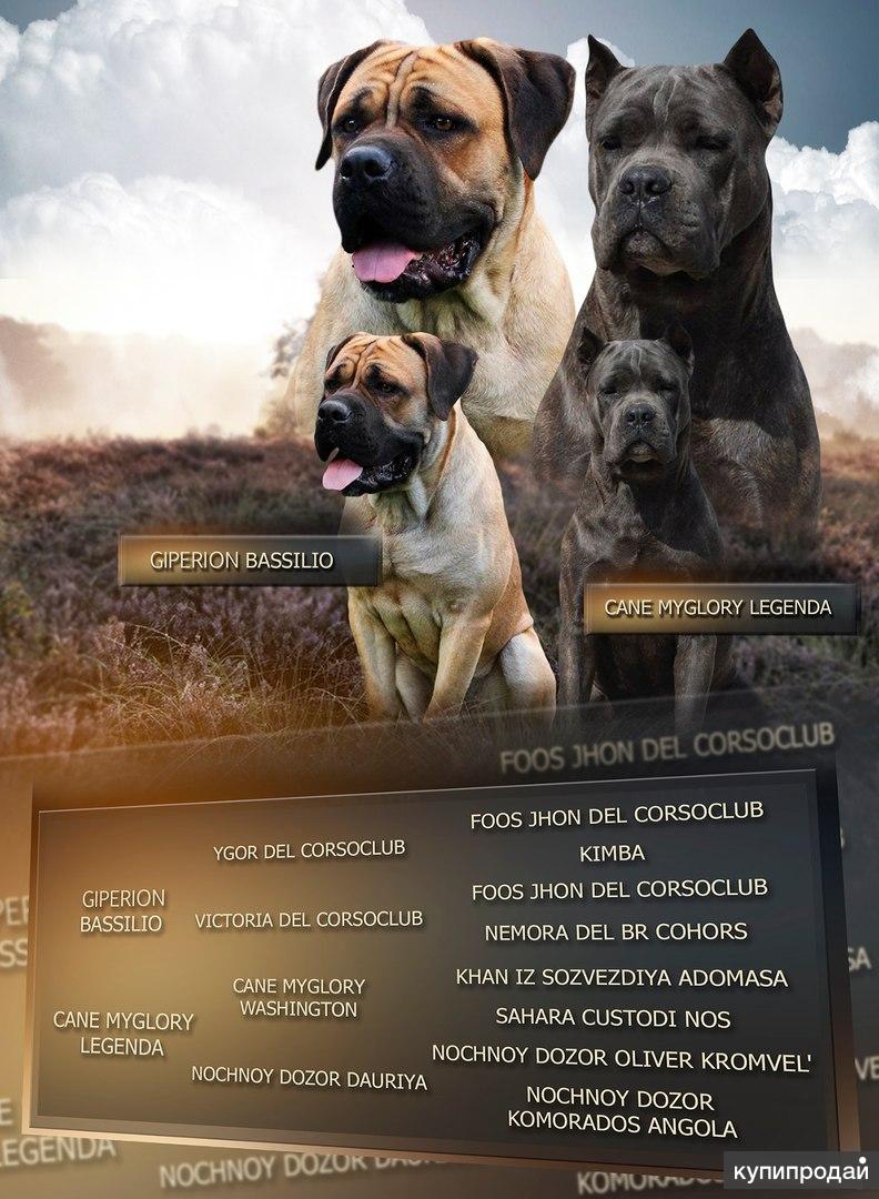 Сех фр фр хххххххххххххххххххххххххххххххххххххххххххххххх. Питомник дозор. Питомник дозор. Кане корсо питомник. Питомник дозор.