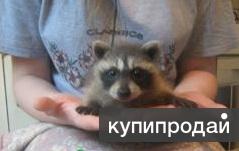 Енот полоскун