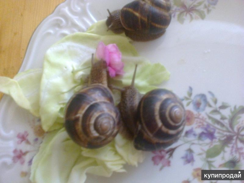 Улитки виноградные (Helix pomatia)