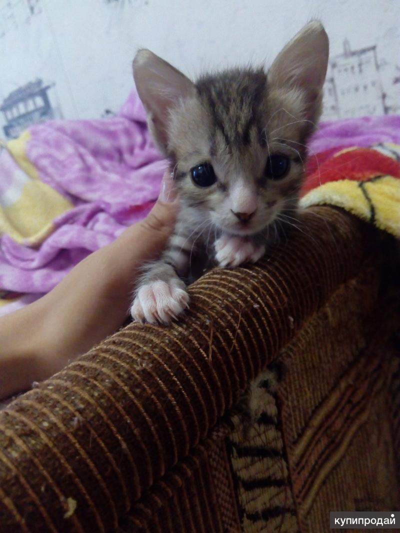 в борисоглебске отдают котят в добрые руки. отдадим котят в добрые. сиамские котята смесь. кто отдает кошечек бесплатно в ташкенте котят. котенка черно белого в борисоглебске.