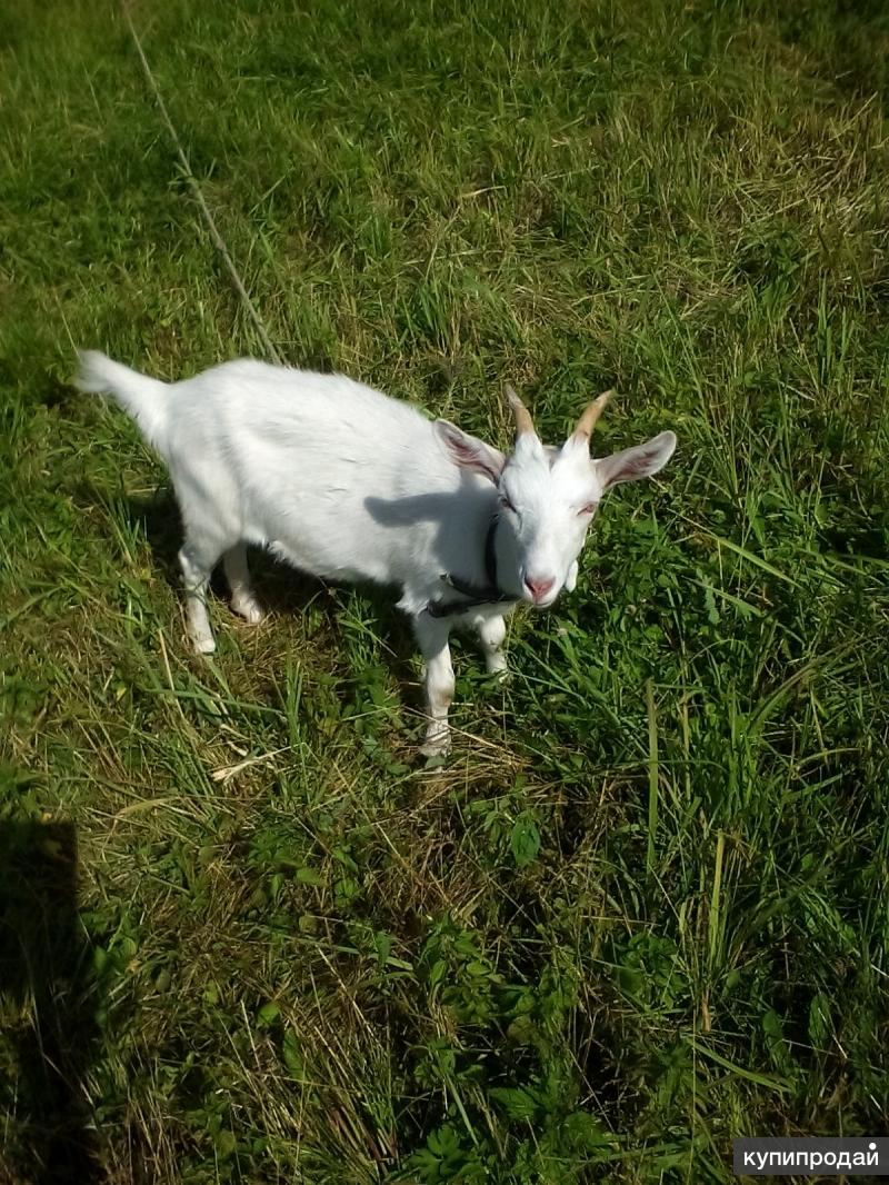 Козлик стоит. Белый козленок. Коза белая зааненская. Белая коза. Козлик стоит.