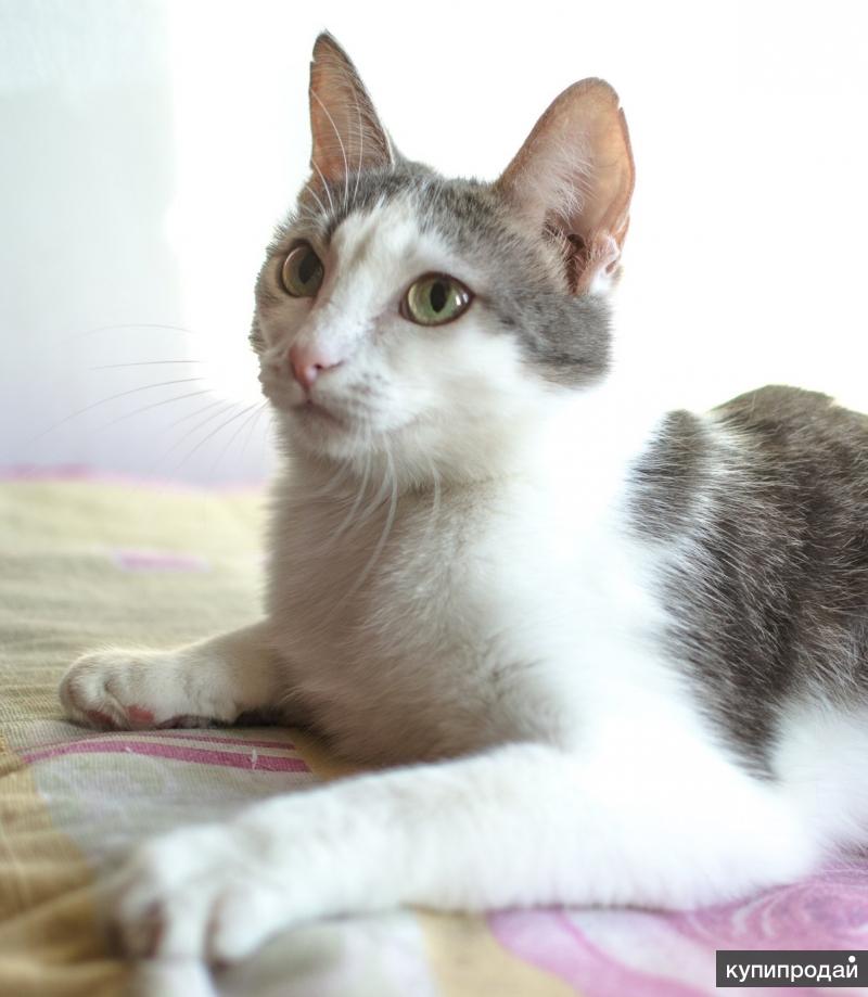 Кошка Шанель Фото