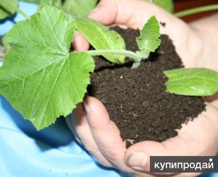 Удобрение органическое - Биогумус