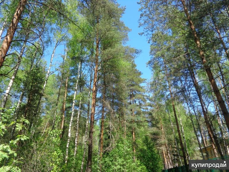 УЧАСТОК В СОСНОВОМ БОРУ ПОД МОНИНО В НОВОМ КОТТЕДЖНОМ ПОСЕЛКЕ !