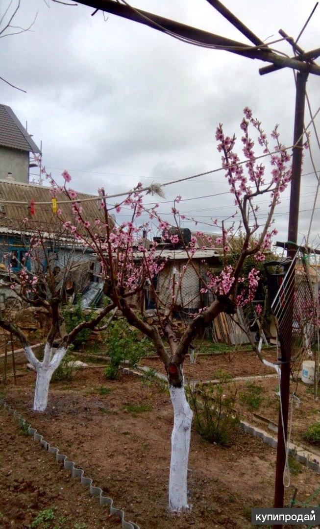 Дача с жилым домиком и садом в Казачей бухте