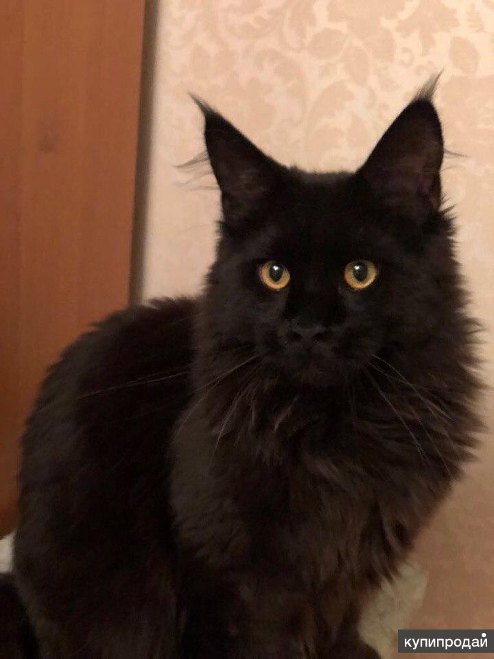 котопес мейн кун. кисточки у мейн. мейн куновские кисточки. кисточки у мейн кунов. мейн кун кошка без кисточек.