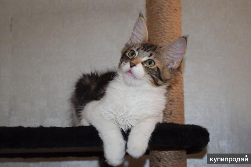 Котята Мейн Кун Купить В Туле