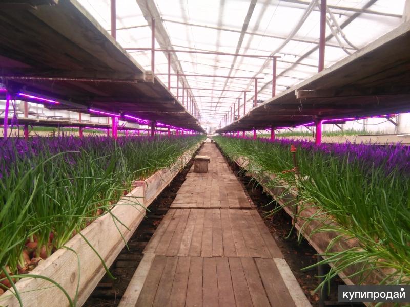 Тепличное хозяйство с Высокой Производительностью