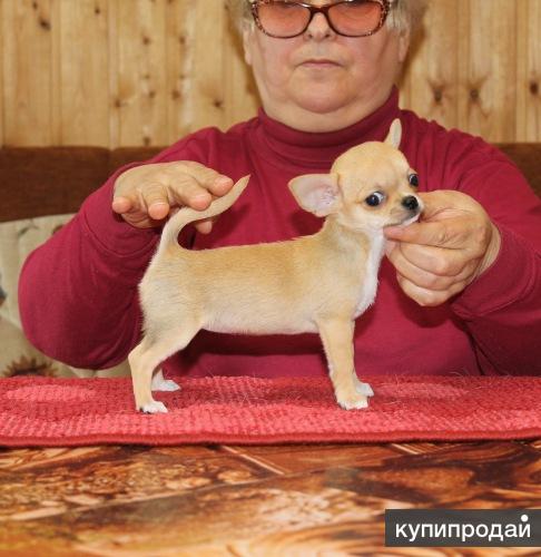 Щенка Чихуа Купить В Питомнике Цветок Эльфов