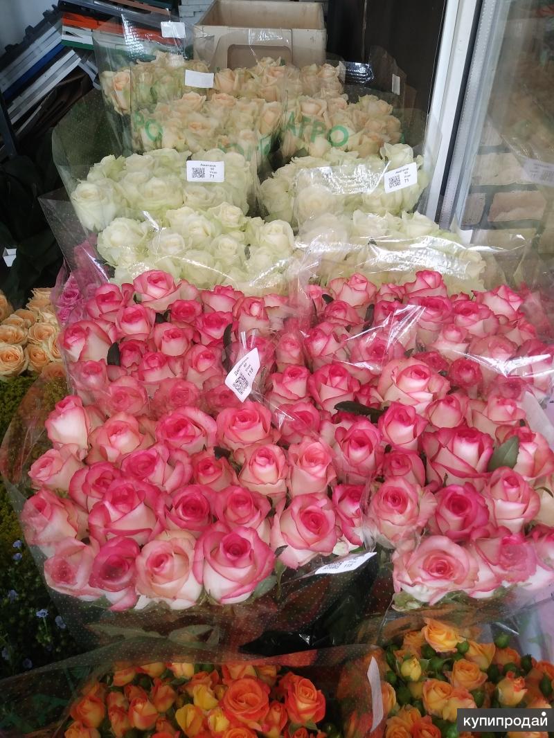 Купить розы от производителя. Розы опт. ОПТРОЗ. Розы оптом. Магазин опт розы.